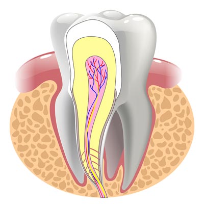 tooth root and nerve